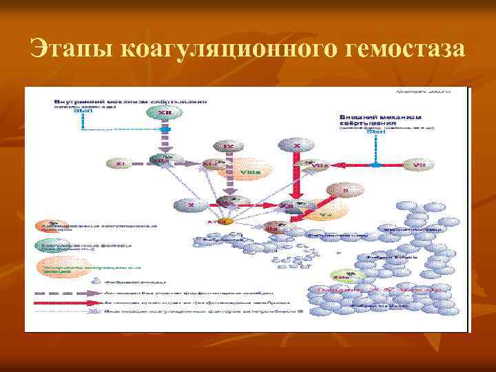 Этапы коагуляционного гемостаза 