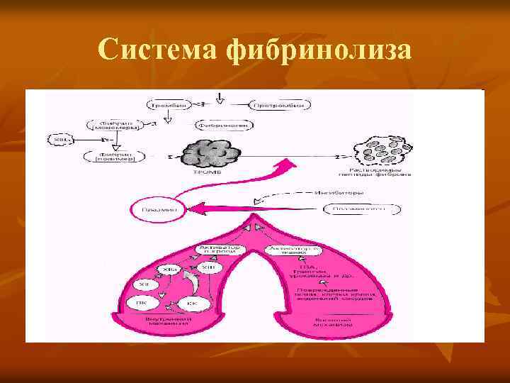 Система фибринолиза 