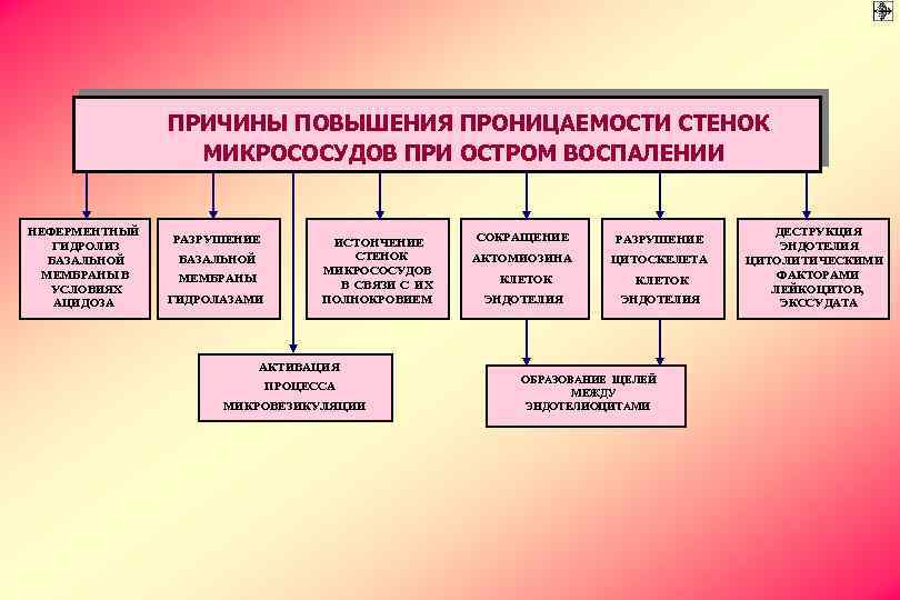 ПРИЧИНЫ ПОВЫШЕНИЯ ПРОНИЦАЕМОСТИ СТЕНОК МИКРОСОСУДОВ ПРИ ОСТРОМ ВОСПАЛЕНИИ НЕФЕРМЕНТНЫЙ ГИДРОЛИЗ БАЗАЛЬНОЙ МЕМБРАНЫ В УСЛОВИЯХ