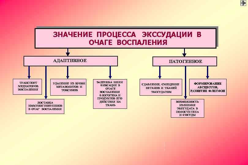 ЗНАЧЕНИЕ ПРОЦЕССА ЭКССУДАЦИИ В ОЧАГЕ ВОСПАЛЕНИЯ АДАПТИВНОЕ ТРАНСПОРТ МЕДИАТОРОВ ВОСПАЛЕНИЯ УДАЛЕНИЕ ИЗ КРОВИ МЕТАБОЛИТОВ