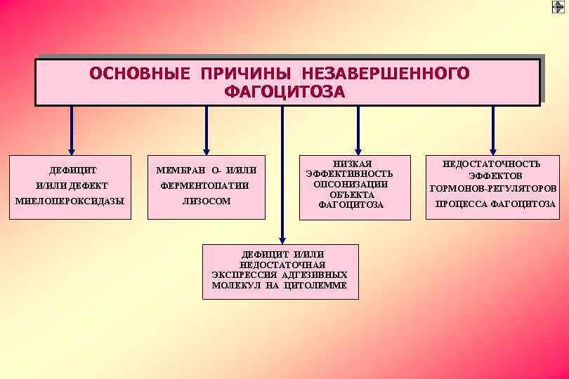ОСНОВНЫЕ ПРИЧИНЫ НЕЗАВЕРШЕННОГО ФАГОЦИТОЗА ДЕФИЦИТ МЕМБРАН О- И/ИЛИ ДЕФЕКТ ФЕРМЕНТОПАТИИ МИЕЛОПЕРОКСИДАЗЫ ЛИЗОСОМ НИЗКАЯ ЭФФЕКТИВНОСТЬ