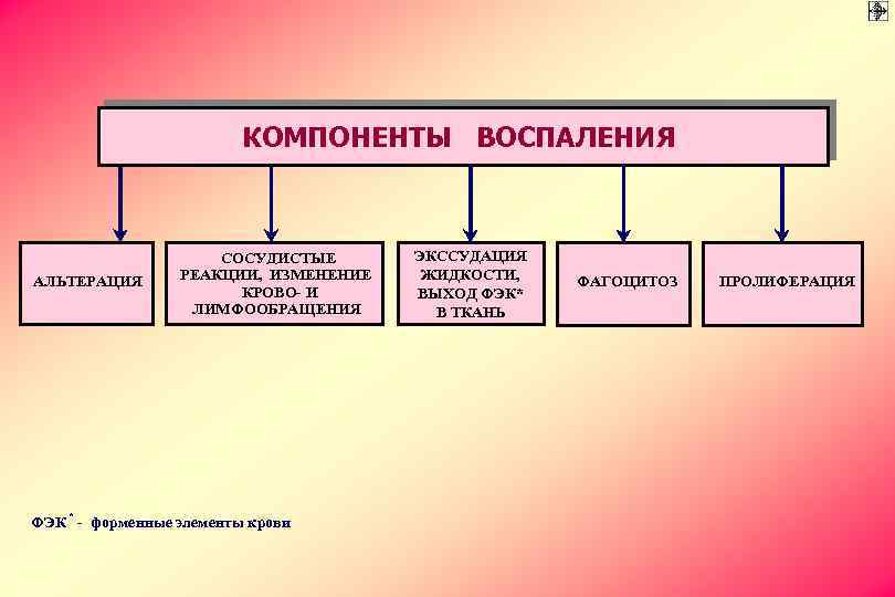 КОМПОНЕНТЫ ВОСПАЛЕНИЯ АЛЬТЕРАЦИЯ * СОСУДИСТЫЕ РЕАКЦИИ, ИЗМЕНЕНИЕ КРОВО- И ЛИМФООБРАЩЕНИЯ ФЭК - форменные элементы