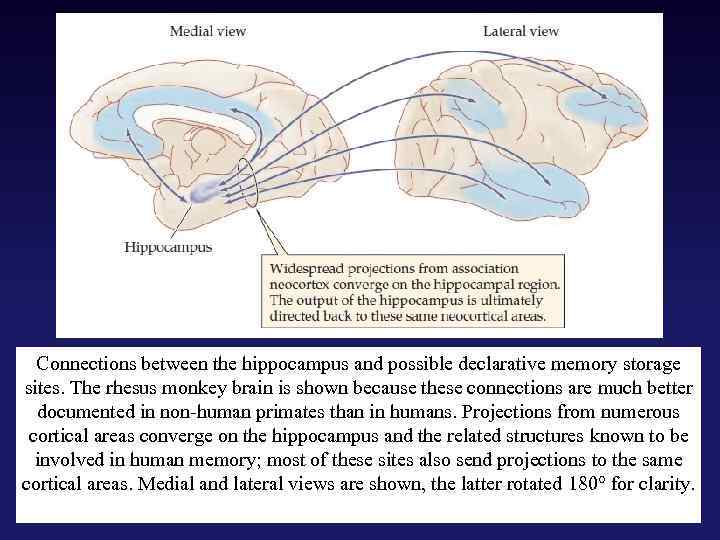 Connections between the hippocampus and possible declarative memory storage sites. The rhesus monkey brain