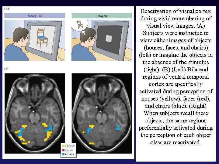 Reactivation of visual cortex during vivid remembering of visual view images. (A) Subjects were