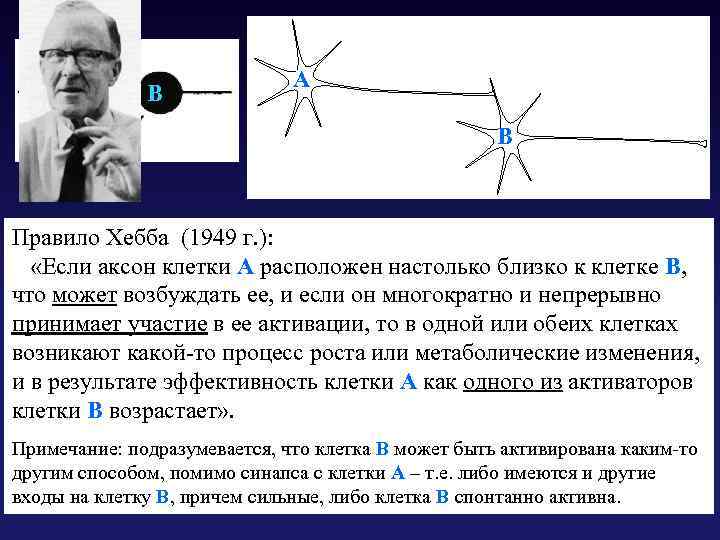 A B Правило Хебба (1949 г. ): «Если аксон клетки А расположен настолько близко