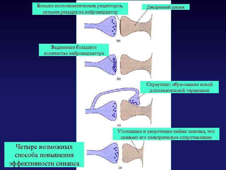 Больше постсинаптических рецепторов, сильнее реакция на нейромедиатор Дендритный шипик Выделение большего количества нейромедиатора Спраутинг: