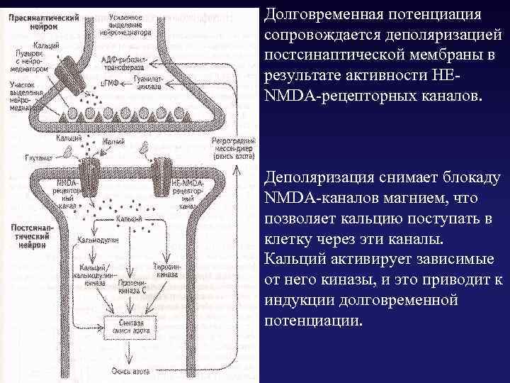 Долговременная потенциация сопровождается деполяризацией постсинаптической мембраны в результате активности HENMDA-рецепторных каналов. Деполяризация снимает блокаду