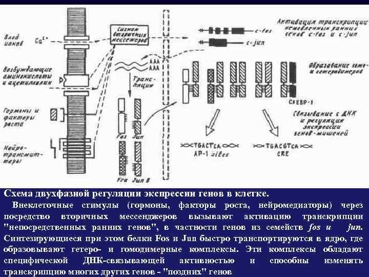 Схема двухфазной регуляции экспрессии генов в клетке. Внеклеточные стимулы (гормоны, факторы роста, нейромедиаторы) через