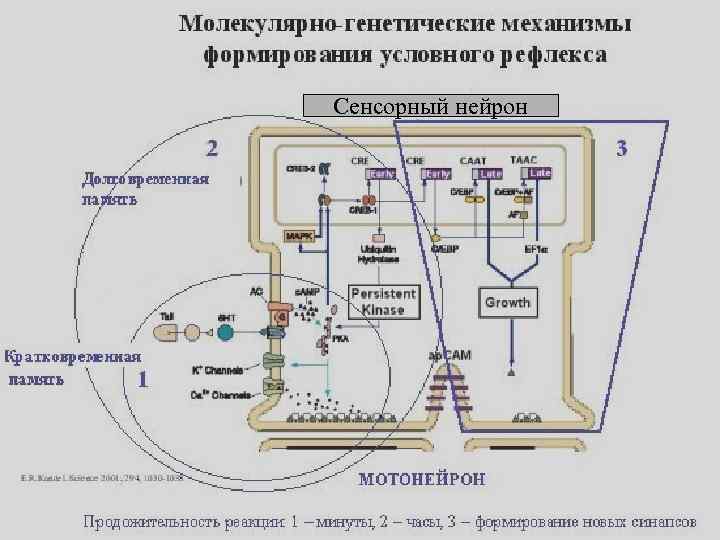 Сенсорный нейрон 