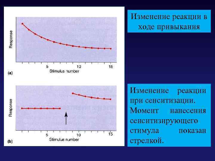 Изменение реакции в ходе привыкания Изменение реакции при сенситизации. Момент нанесения сенситизирующего стимула показан