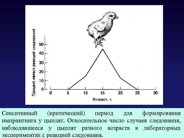 Сенситивный (критический) период для формирования импринтинга у цыплят. Относительное число случаев следования, наблюдавшееся у