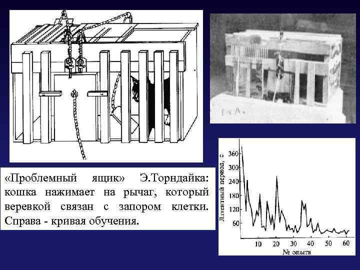  «Проблемный ящик» Э. Торндайка: кошка нажимает на рычаг, который веревкой связан с запором