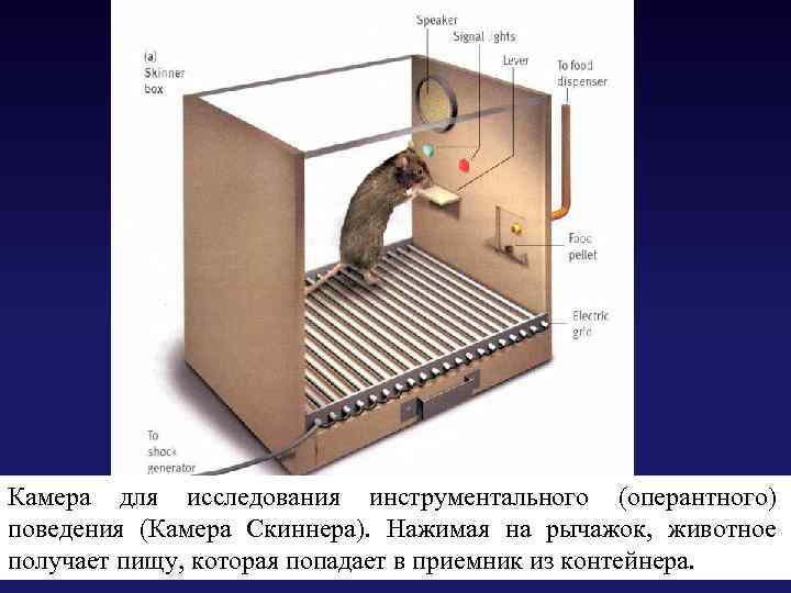 Камера для исследования инструментального (оперантного) поведения (Камера Скиннера). Нажимая на рычажок, животное получает пищу,