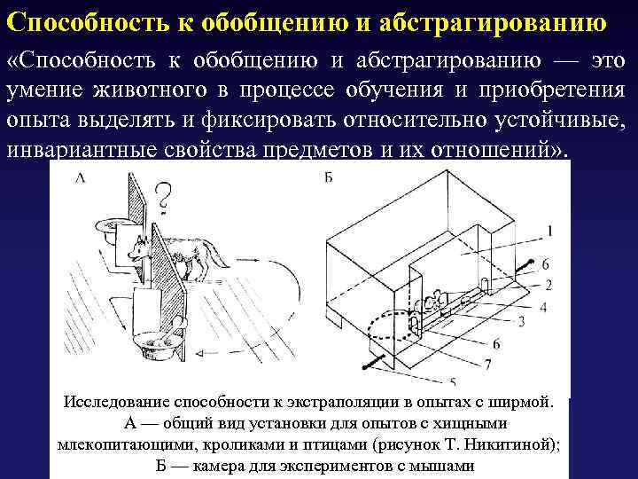 Способность к обобщению и абстрагированию «Способность к обобщению и абстрагированию — это умение животного