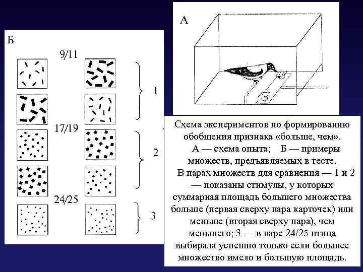  Схема экспериментов по формированию обобщения признака «больше, чем» . А — схема опыта;