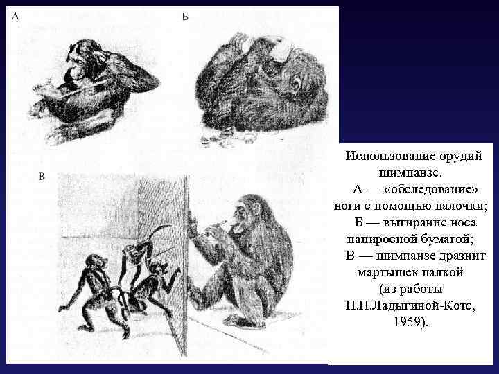  Использование орудий шимпанзе. А — «обследование» ноги с помощью палочки; Б — вытирание