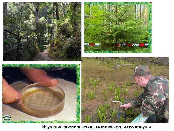 Изучение зоопланктона, моллюсков, ихтиофауны 