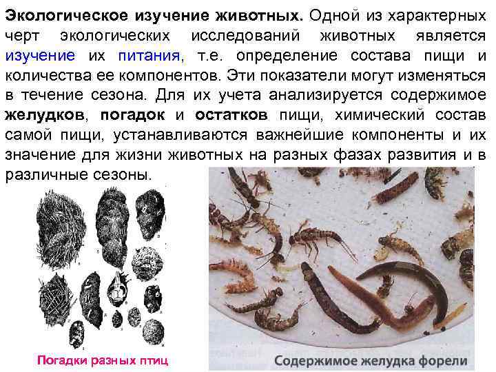 Экологическое изучение животных. Одной из характерных черт экологических исследований животных является изучение их питания,