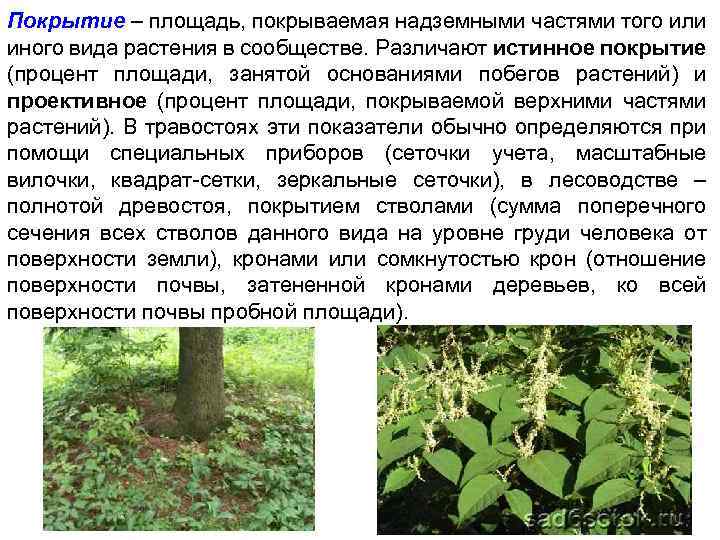 Покрытие – площадь, покрываемая надземными частями того или иного вида растения в сообществе. Различают