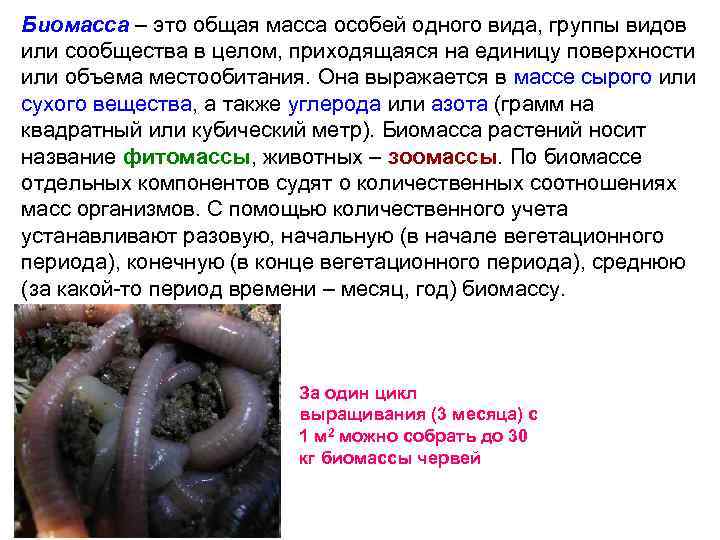 Биомасса – это общая масса особей одного вида, группы видов или сообщества в целом,