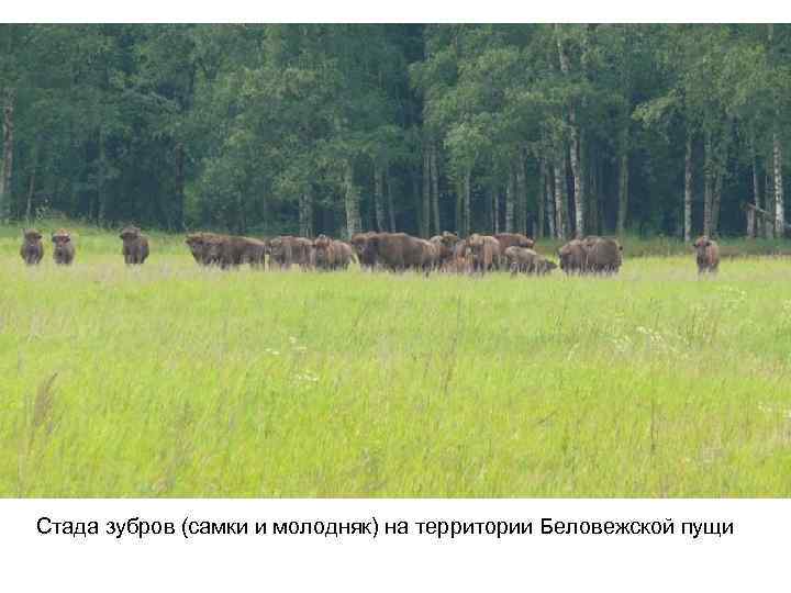 Стада зубров (самки и молодняк) на территории Беловежской пущи 