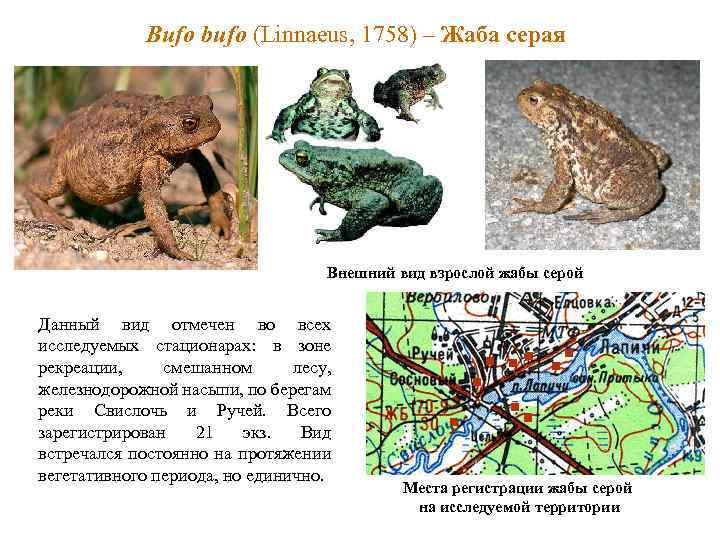 Bufo bufo (Linnaeus, 1758) – Жаба серая Внешний вид взрослой жабы серой Данный вид