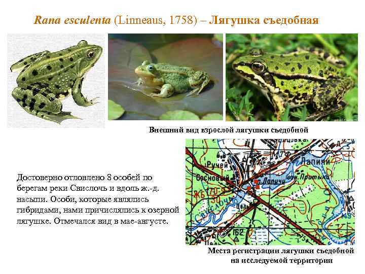 Rana esculenta (Linneaus, 1758) – Лягушка съедобная Внешний вид взрослой лягушки съедобной Достоверно отловлено