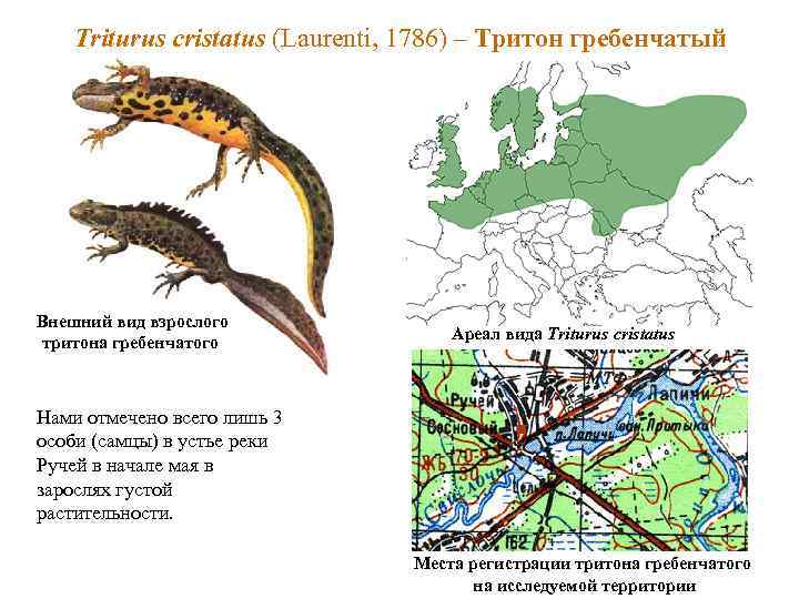 Тип гребенчатого тритона. Тритон ареал обитания. Гребенчатый Тритон. Систематика Тритона гребенчатого.