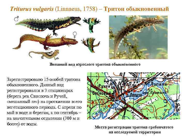 На рисунке изображено одно из проявлений жизнедеятельности самца и самки тритона какое