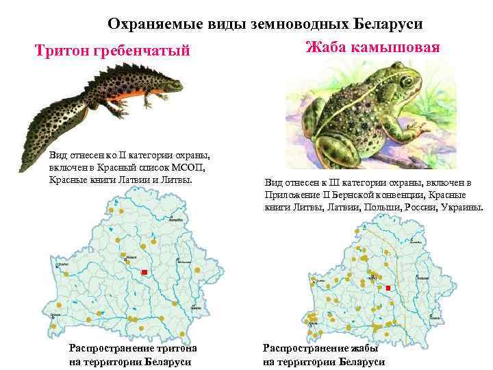 Многообразие земноводных 7 класс таблица