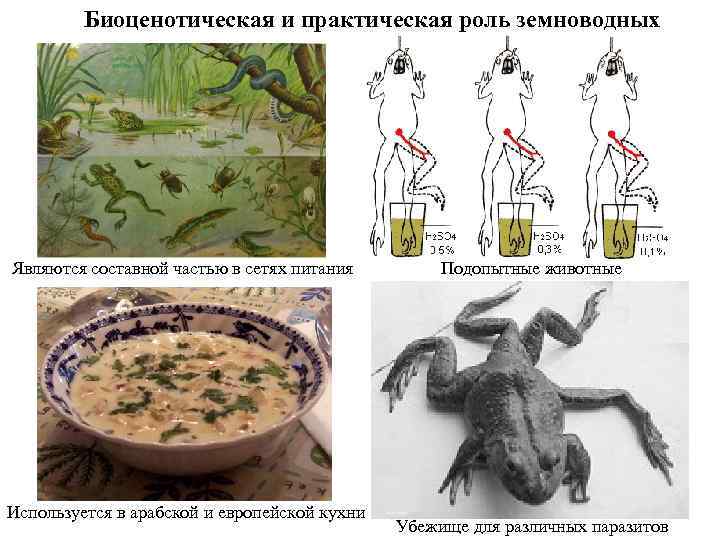 Биоценотическая и практическая роль земноводных Являются составной частью в сетях питания Используется в арабской