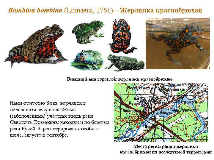 Bombina bombina (Linnaeus, 1761) – Жерлянка краснобрюхая Внешний вид взрослой жерлянки краснобрюхой Нами отмечено