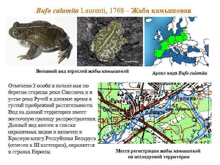 Bufo calamita Laurenti, 1768 – Жаба камышовая Внешний вид взрослой жабы камышовой Отмечено 2