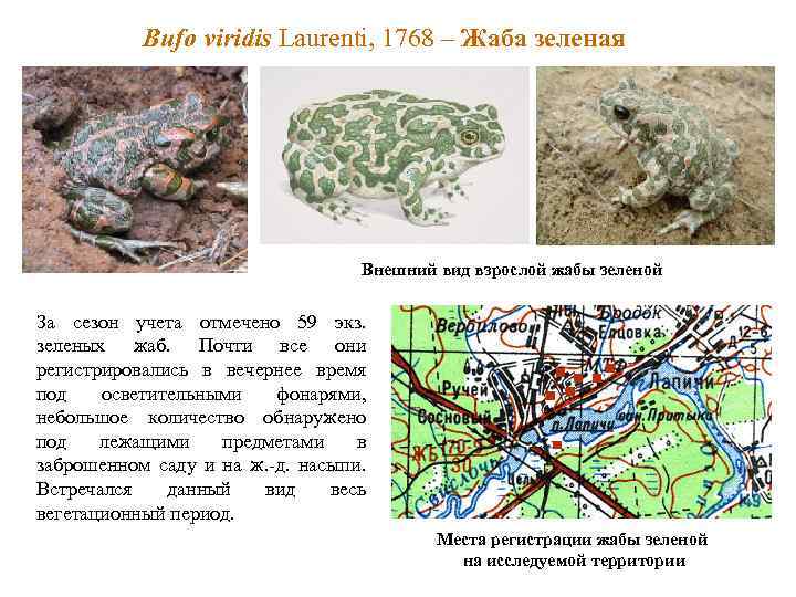 Bufo viridis Laurenti, 1768 – Жаба зеленая Внешний вид взрослой жабы зеленой За сезон