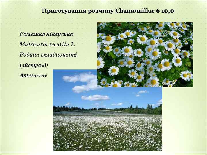 Приготування розчину Chamomillae 6 10, 0 Ромашка лікарська Matricaria recutita L. Родина складноцвіті (айстрові)