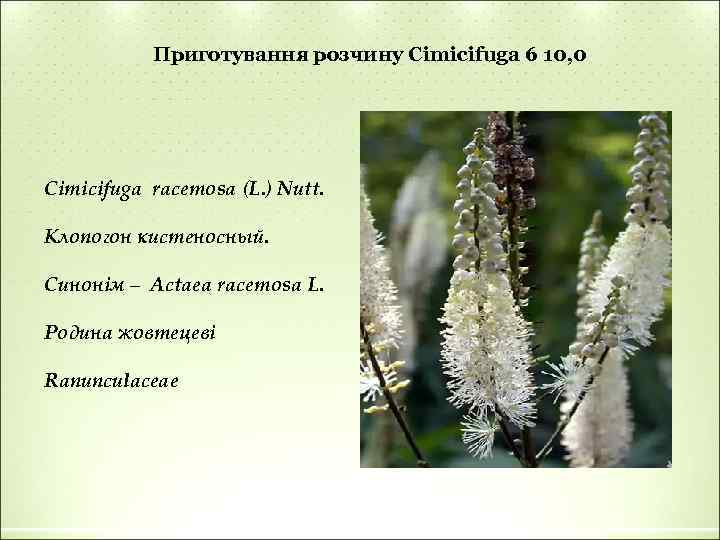 Приготування розчину Cimicifuga 6 10, 0 Cimicifuga racemosa (L. ) Nutt. Клопогон кистеносный. Синонім