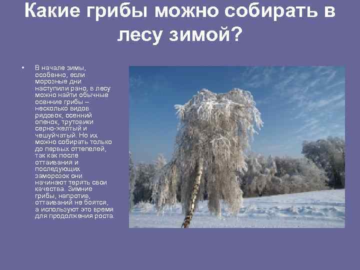 Какие грибы можно собирать в лесу зимой? • В начале зимы, особенно, если морозные
