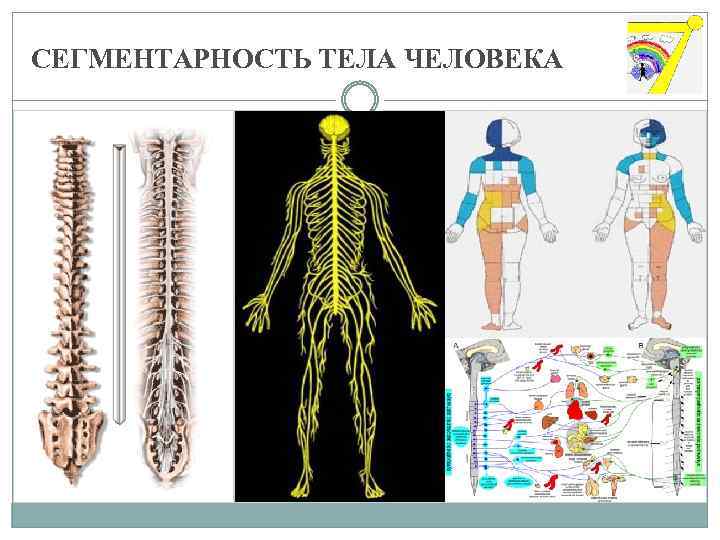 СЕГМЕНТАРНОСТЬ ТЕЛА ЧЕЛОВЕКА 