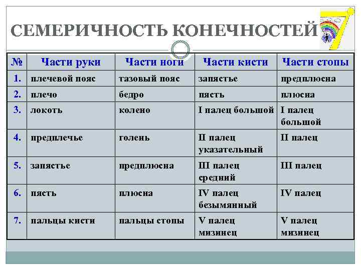 СЕМЕРИЧНОСТЬ КОНЕЧНОСТЕЙ № Части руки Части ноги Части кисти Части стопы 1. плечевой пояс