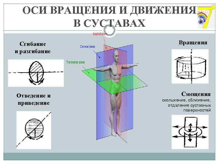 ОСИ ВРАЩЕНИЯ И ДВИЖЕНИЯ В СУСТАВАХ Сгибание и разгибание Отведение и приведение Вращения Смещения