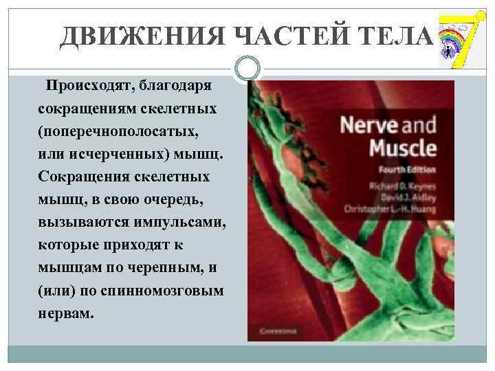 ДВИЖЕНИЯ ЧАСТЕЙ ТЕЛА Происходят, благодаря сокращениям скелетных (поперечнополосатых, или исчерченных) мышц. Сокращения скелетных мышц,