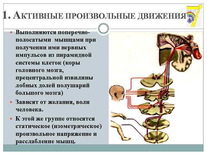 1. АКТИВНЫЕ ПРОИЗВОЛЬНЫЕ ДВИЖЕНИЯ Выполняются поперечно- полосатыми мышцами при получении ими нервных импульсов из