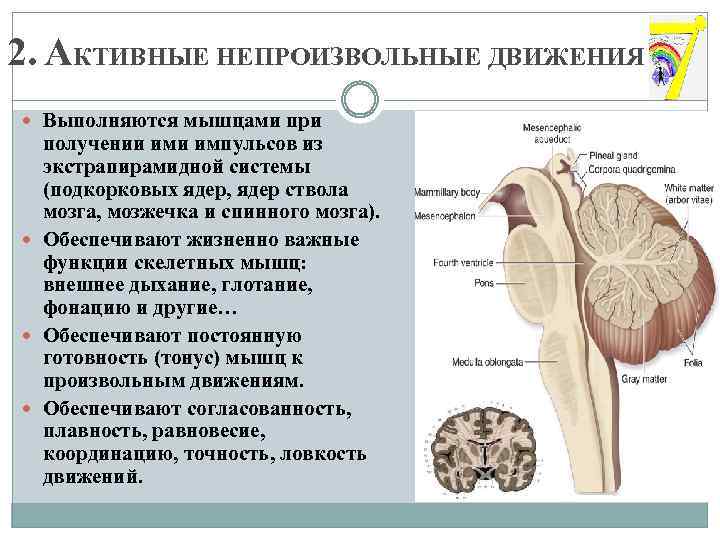 2. АКТИВНЫЕ НЕПРОИЗВОЛЬНЫЕ ДВИЖЕНИЯ Выполняются мышцами при получении импульсов из экстрапирамидной системы (подкорковых ядер,