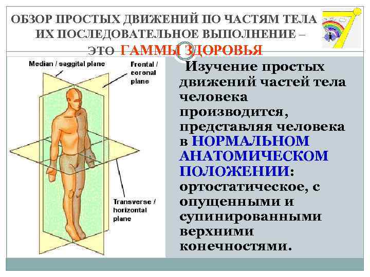 ОБЗОР ПРОСТЫХ ДВИЖЕНИЙ ПО ЧАСТЯМ ТЕЛА ИХ ПОСЛЕДОВАТЕЛЬНОЕ ВЫПОЛНЕНИЕ – ЭТО ГАММЫ ЗДОРОВЬЯ Изучение