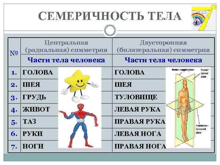 СЕМЕРИЧНОСТЬ ТЕЛА № Центральная (радиальная) симметрия Двусторонняя (билатеральная) симметрия Части тела человека 1. ГОЛОВА