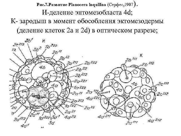 Рис. 7. Развитие Planocera inquilina (Серфес, 1907 ). И деление энтомезобласта 4 d; К