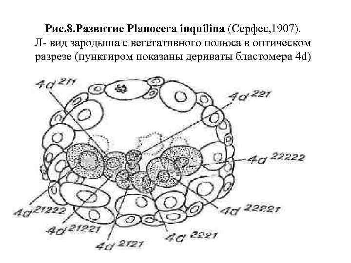 Рис. 8. Развитие Planocera inquilina (Серфес, 1907). Л вид зародыша с вегетативного полюса в