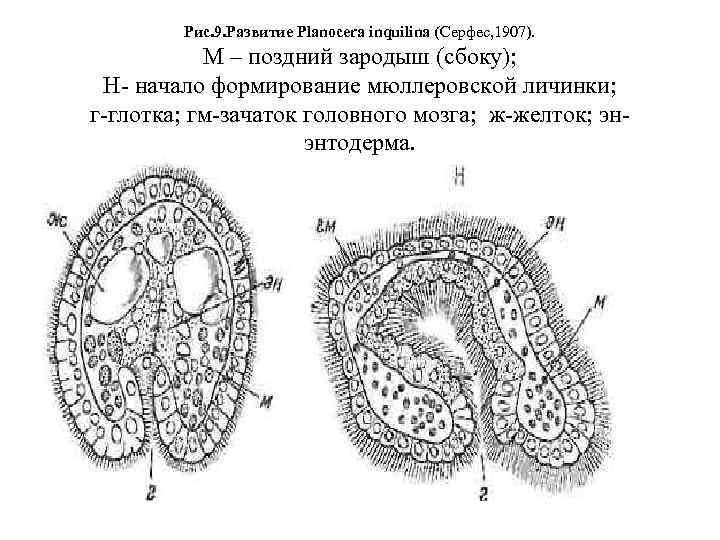 Рис. 9. Развитие Planocera inquilina (Серфес, 1907). М – поздний зародыш (сбоку); Н начало
