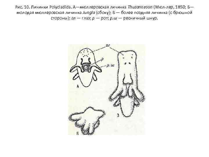 Рис. 10. Личинки Polycladida. А—мюллеровская личинка Thusanozoon (Мюл лер, 1850 Б— J; молодая мюллеровская