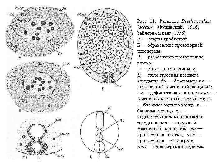 Рис. 11. Развитие Dendrocoelum lacteum (Фулинский, 1916; Зайлерн Аспанг, 1958). А — стадия дробления;